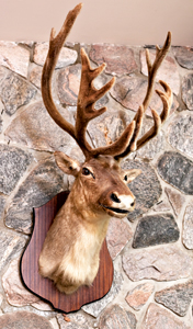 mounted singing reindeer